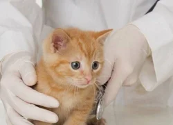 В каких случаях кошку не рекомендуется вакцинировать
