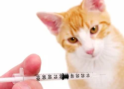 Вакцина от бешенства для кошек