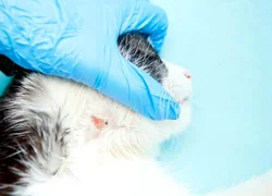Вакцина от лишая для кошек