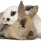 Почему дохнут кролики: основные причины и заболевания