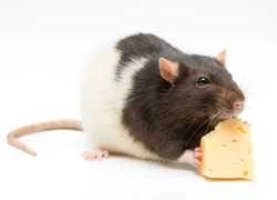 Чем кормить домашнюю крысу
