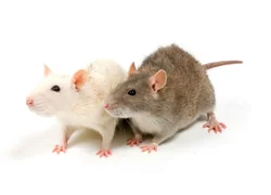 Правила ухода за домашними крысами