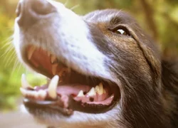 5 причин появление у собаки наростов на десне