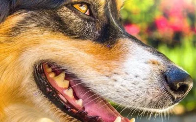 6 причин образования зубного камня у собаки