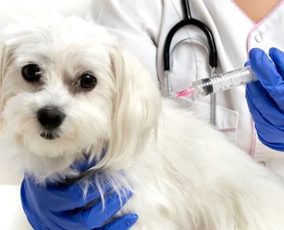 Лечение аденовируса у собак