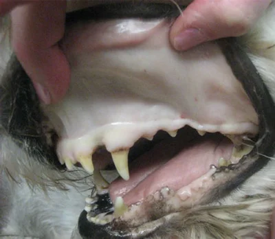Симптомы анемии у собак