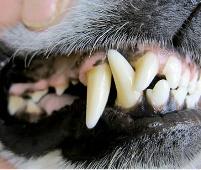 Причины появления анемии у собак