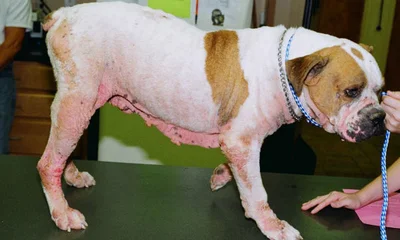 Лечение атопического дерматита у собак