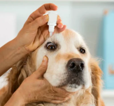 Лечение бельма на глазу у собаки