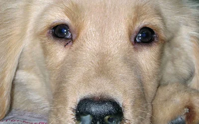 Гнойные выделения из носа у собаки