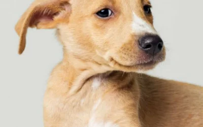 Грязные уши у собаки - причины