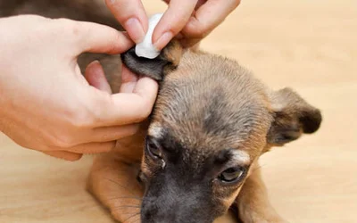 Как чистить уши щенку