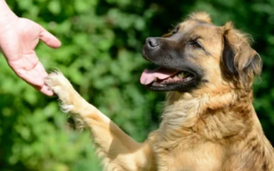 Как научить щенка давать лапу