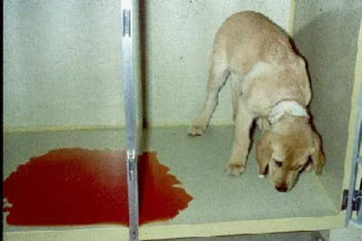 Симптомы крови в моче у собаки