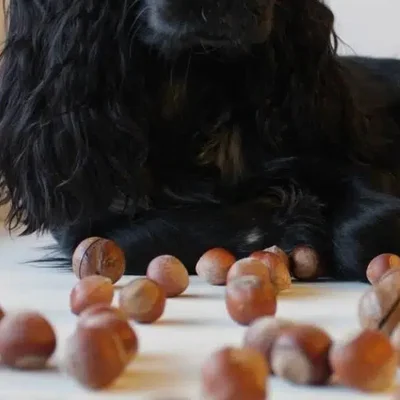 Можно ли собакам орехи