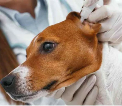 Лечение и профилактика нотоэдроза у собак