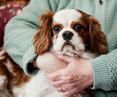 Симптомы и диагностика опухоли у собак