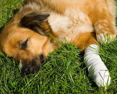 Причины развития остеохондроза у собак