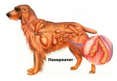 Симптоматика панкреатита у собаки