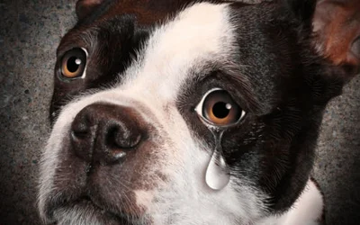 Почему у собаки текут слезы