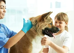 Проведение вакцинации собак против чумки