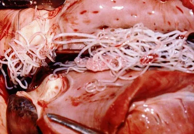 Сердечные гельминтозы вызваны нитевидными круглыми червями – дирофиляриями
