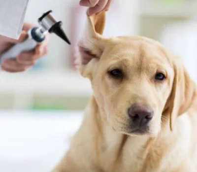 Лечение зуда в ухе у собаки