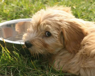 Возможные причины, почему щенок не пьет воду