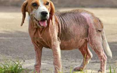Симптомы демодекоза у собак – первые признаки, диагностика и лечение