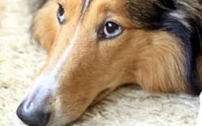 Симптомы и методы лечения колита у собаки
