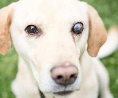 Причины слепоты у собак