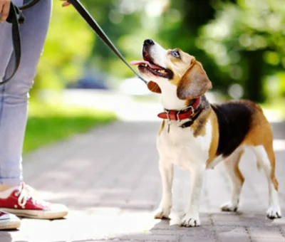 Почему собака может упираться во время прогулки