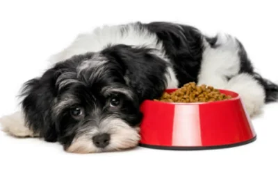 Почему собака может плохо есть