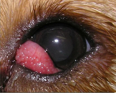 Травмы слизистой глаз возникают по причине попадания в органы зрения различных инородных тел