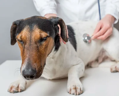 Симптомы непроходимости кишечника у собаки и способы лечения