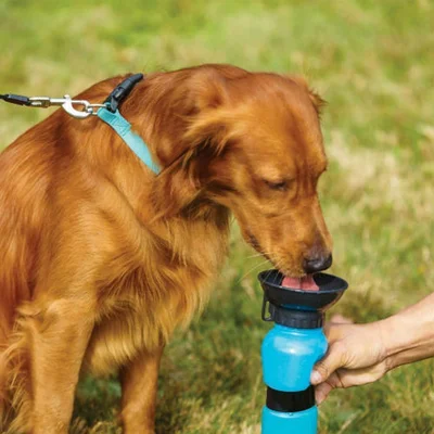 Разновидности жажды у собак