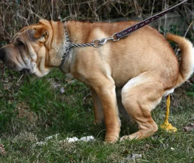 Лечение желтого поноса у собак