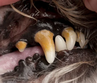 Симптомы зубного камня у собак