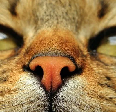 Сухой нос у кошек