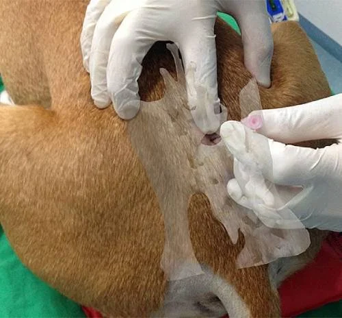 Проведение эпидуральной анестезии у животных