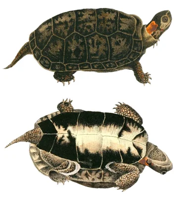 У болотной черепахи имеется гладкий панцирь с округлой формой