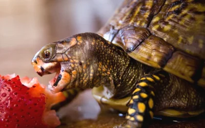 Чем кормить черепаху
