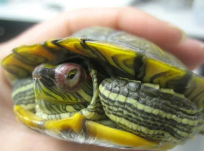 Если у черепахи не открываются глаза, то это может говорить о наличии конъюнктивита