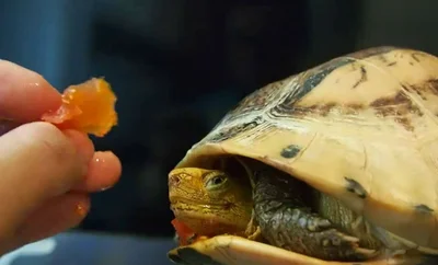 Питание красноухой черепахи на 70% должно состоять из животной пищи.