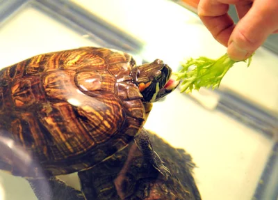 В рационе красноухой черепахи должны присутствовать продукты растительного происхождения