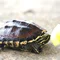 Сколько и как часто кормить красноухих черепах
