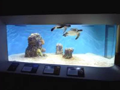 Морской житель в домашнем аквариуме
