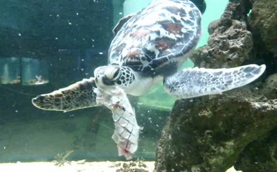 То, чем питаются морские черепахи на воле, должно присутствовать и в домашнем меню
