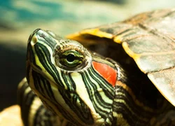 Сколько живут красноухие черепахи