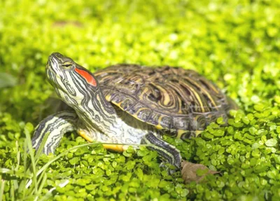 Красноухую черепаху легко узнать по внешнему виду